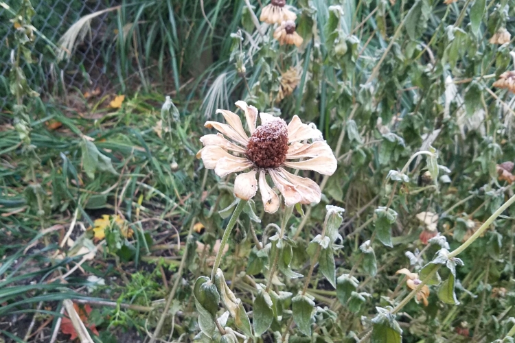 Frosted zinnia